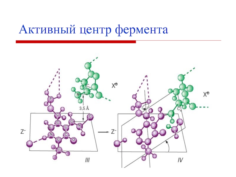 Состав центров ферментов. Состав активного центра фермента. Активный центр амилазы. Характеристика активного центра ферментов. Ферменты химия кратко.