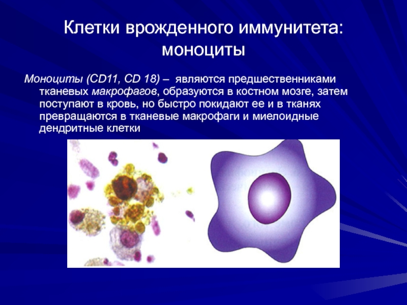 Клетки врожденного иммунитета: моноцитыМоноциты (CD11, CD 18) – являются предшественниками тканевых макрофагов, образуются в костном мозге, затем