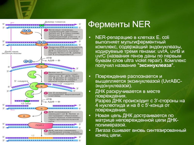 Репарация границ. Ферменты репарации ДНК. Ферменты эксцизионной репарации. Репарация ДНК ферменты репарации. Темновая репарация ДНК ферменты.