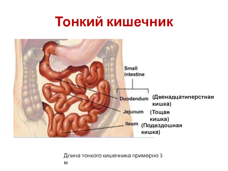 Где находится подвздошная кишка у человека фото