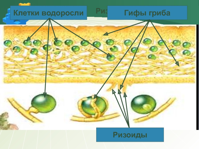 Клетка водоросли. Клетки водоросли гифы гриба. Клетка фукуса. Клетка ризоида.