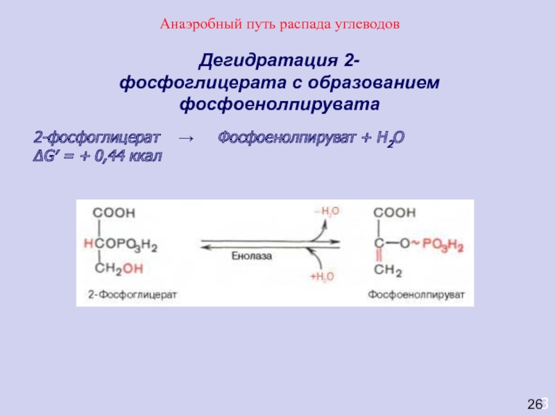 Пвк образуется в результате. Из фосфоенолпирувата в 2-фосфоглицерат. Превращение 2-фосфоглицерата в 2-фосфоенолпируват катализирует. 1 3 Фосфоглицерат. Фосфоенолпируват формула биохимия.