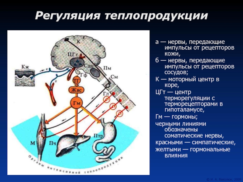 Где располагаются центры терморегуляции