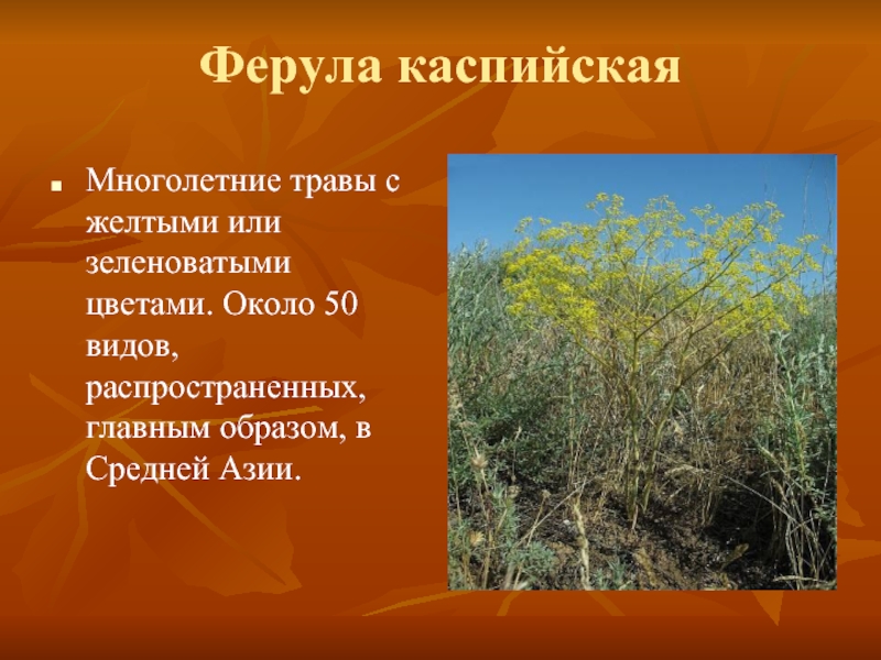 Ферула каспийскаяМноголетние травы с желтыми или зеленоватыми цветами. Около 50 видов, распространенных, главным образом, в Средней Азии.