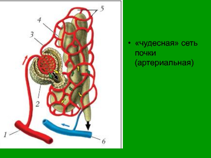 Двойная капиллярная сеть в почках схема