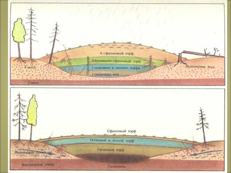 Питание верховых болот. Строение верховых и низинных болот. Схема верхового и низинного болота. Строение низинного болота. Низинные болота схема.