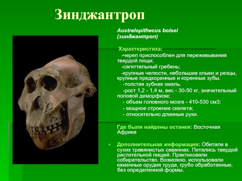 Зинджантроп   Australopithecus boisei   (зинджантроп)       Характеристика: