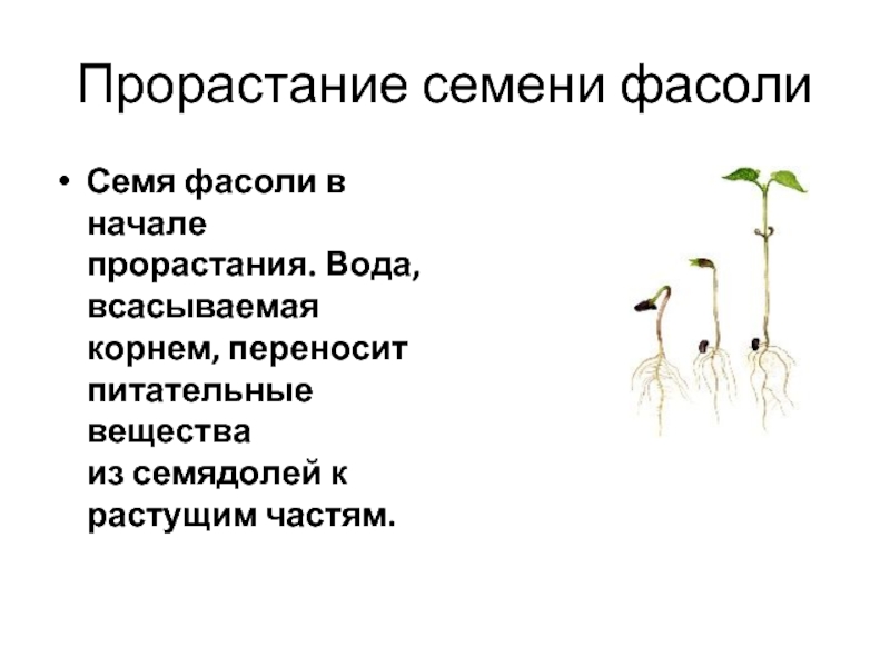 Последовательность событий при прорастании семени. Прорастание семян фасоли. Схема прорастания семян.