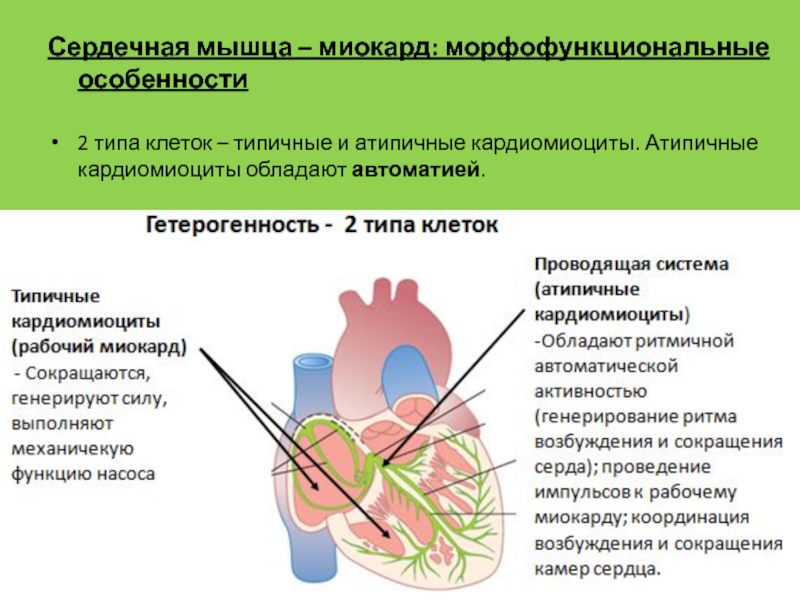 Сердечный характерный. Типичные и атипичные кардиомиоциты. Типичные кардиомиоциты. Типичные и атипичные кардиомиоциты физиология. Морфофункциональные особенности сердечной мышцы.