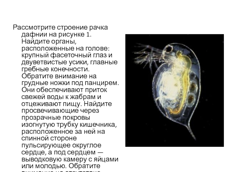 Дафния строение рисунок с подписями