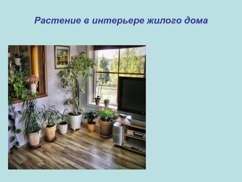 Растение в интерьере жилого дома