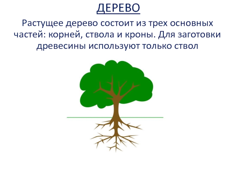 Из чего состоит дерево. Дерево состоит из трех основных частей. Растущее дерево состоит из. Растущее дерево состоит из трех частей. Дерево состоит из корней, ствола и кроны.