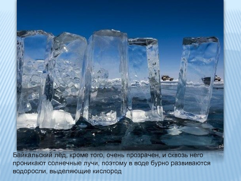 Байкальский лёд, кроме того, очень прозрачен, и сквозь него проникают солнечные лучи, поэтому в воде бурно развиваются