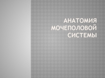 Анатомия мочеполовой системы