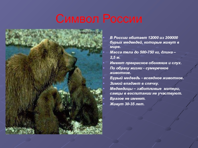 Символ РоссииВ России обитает 12000 из 200000 бурых медведей, которые живут в мире.Масса тела до 500-750 кг,
