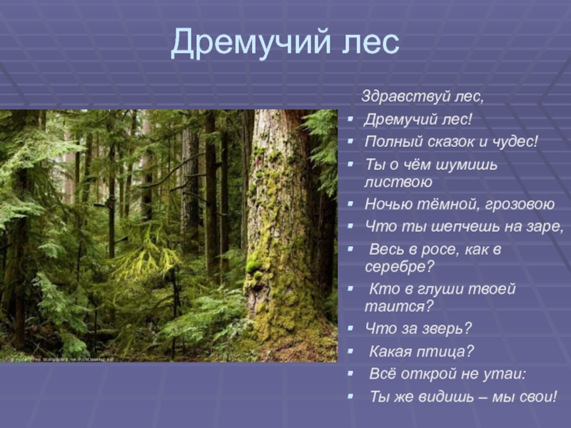 Безопасность и правила поведения в лесу 6 класс