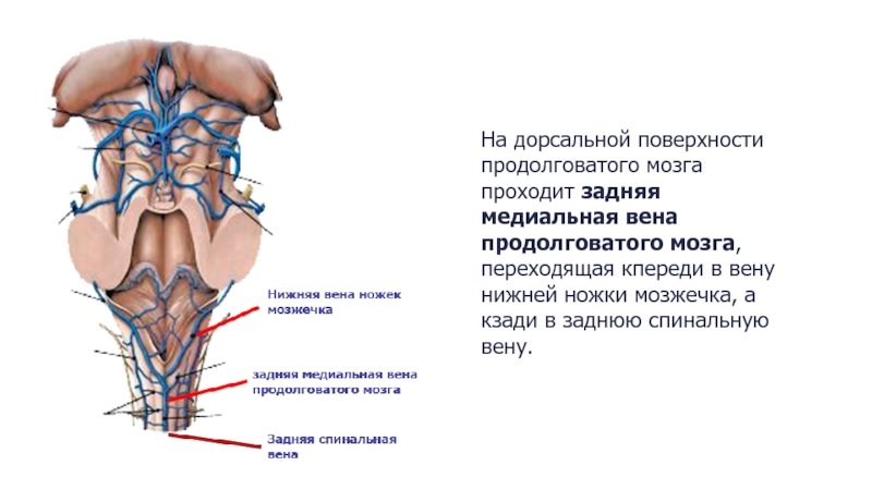 Дорсальная вена. Поверхностная дорсальная Вена. Глубокая дорсальная Вена анатомия. Кровоснабжение мозжечка и ствола мозга. Поверхностная дорсальная Вена расширение.