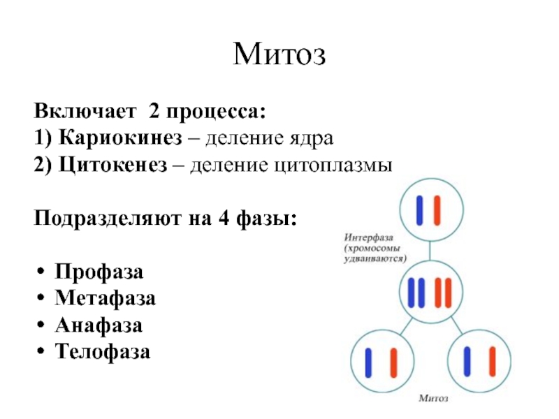 Кариокинез