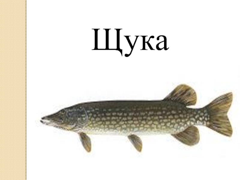 Звуковая схема слова щука