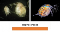 Партеногенез