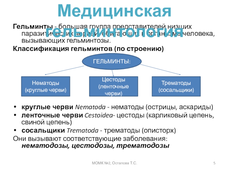 Презентация гельминты микробиология