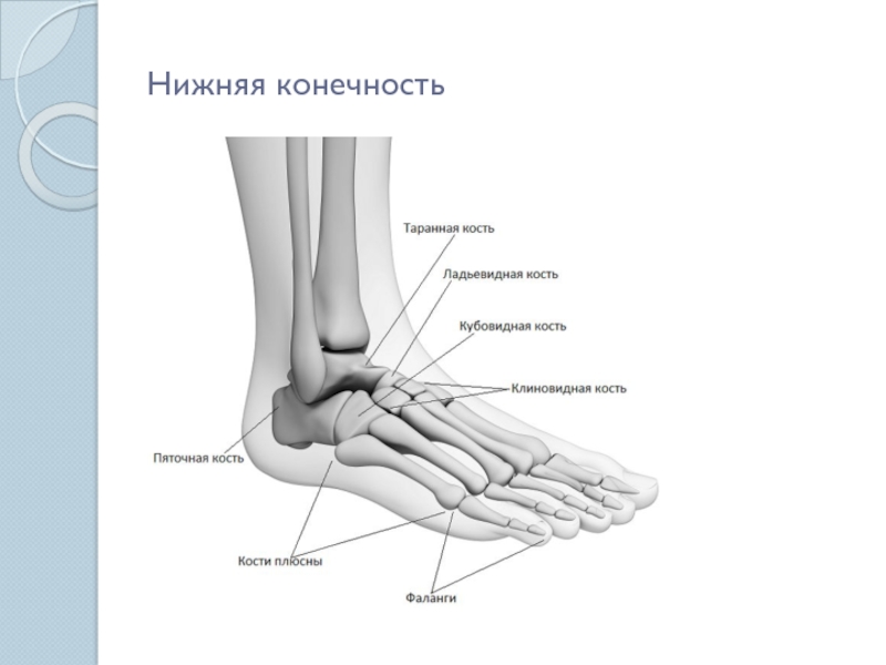 Где находится лодыжка у человека схема