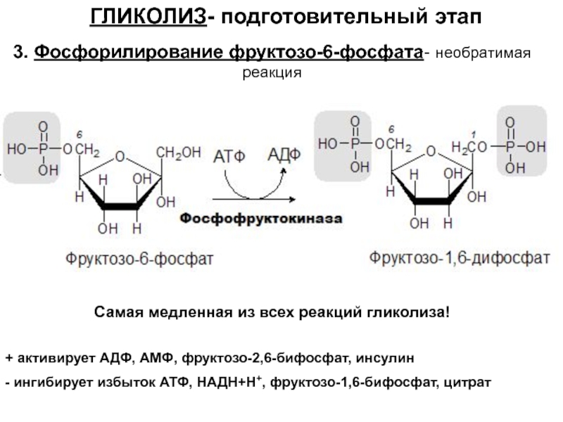 Гликолиз 6 атф. Фруктозо 6 фосфат АТФ фруктозо 1 6 дифосфат АДФ. Гликолиз 1 этап реакции. Фосфорилирование фруктозо-6-фосфата. 6 Реакция гликолиза.