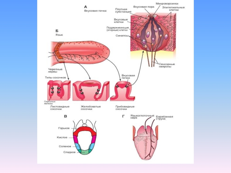 Вкусовой анализатор. Схема вкусового анализатора анатомия. Строение вкусового анализатора 8 класс биология. Вкусовой анализатор 8 класс биология. Возрастные особенности вкусового анализатора.