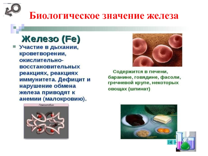 Что значит железа. Биологическое значение железа. Железо биологическое значение. Медико биологическое значение железа. Железо биологическая роль.