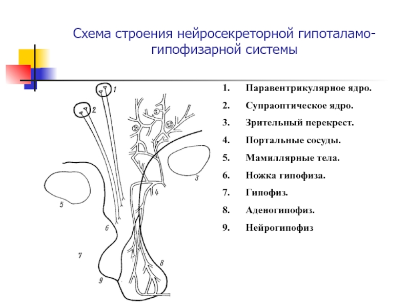 Схема строения гипофиза