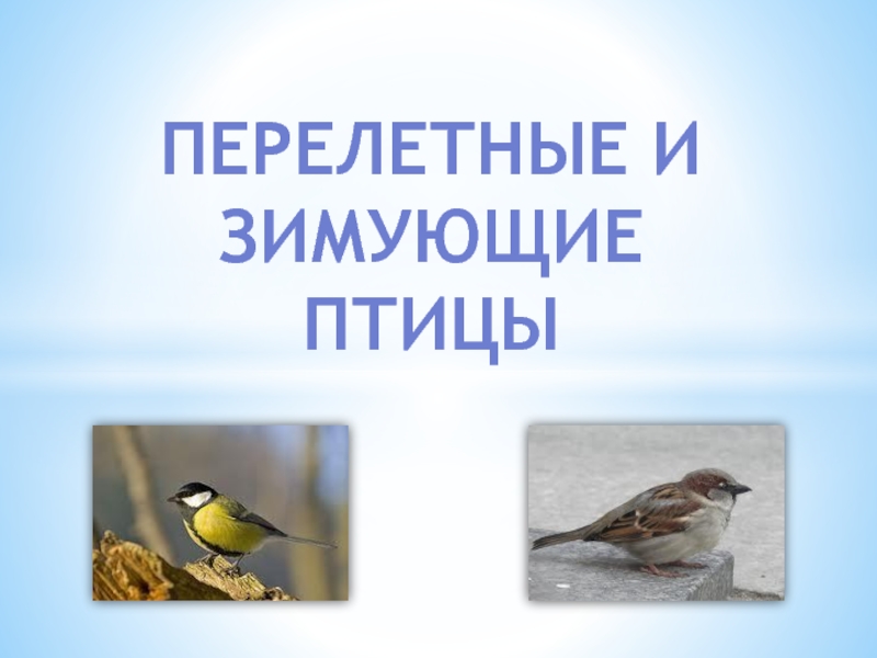 Перелетные и зимующие птицы