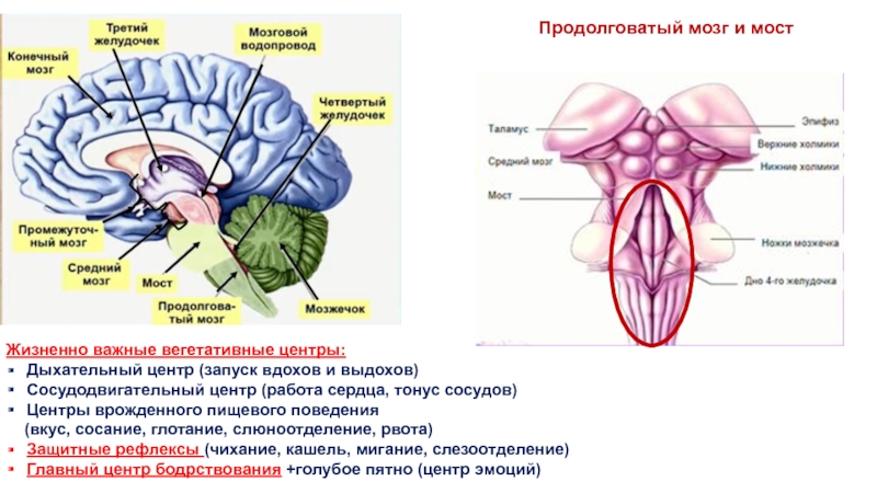 Кашлевой рефлекс какой отдел мозга. Сосудодвигательный и дыхательный центры продолговатого мозга. Функции сосудодвигательного центра продолговатого мозга. Дыхательный и сосудодвигательный центры расположены в. Жизненно важные центры ствола мозга.