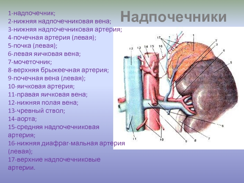 Левый надпочечник. Кровоснабжение надпочечников анатомия. Артерии надпочечников анатомия. Нижняя надпочечниковая артерия. Средняя надпочечниковая артерия.