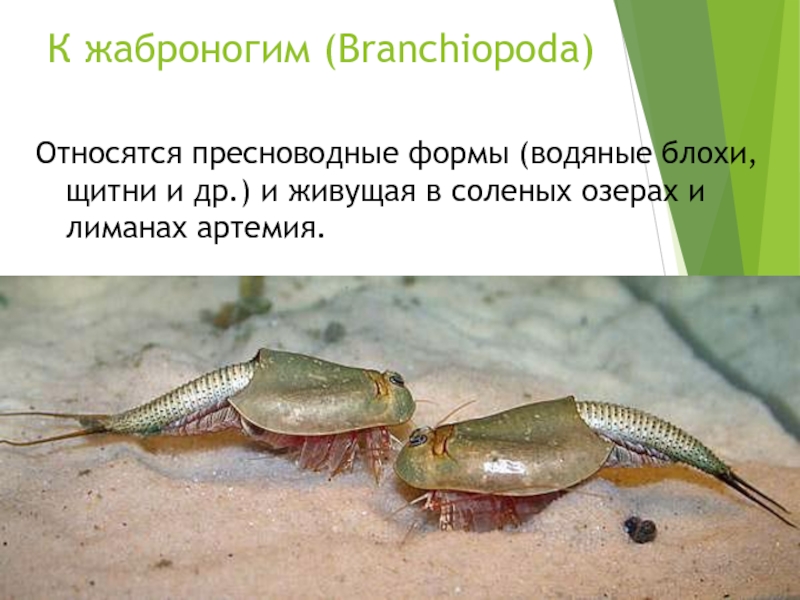 К жаброногим (Branchiopoda)Относятся пресноводные формы (водяные блохи, щитни и др.) и живущая в соленых озерах и лиманах