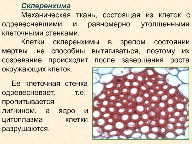 Механическая ткань фото