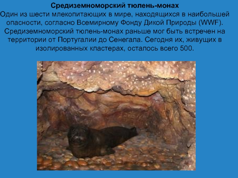 Средиземноморский тюлень-монахОдин из шести млекопитающих в мире, находящихся в наибольшей опасности, согласно Всемирному Фонду Дикой Природы (WWF).