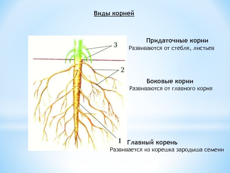 Какие корни образуются на стеблях и листьях. Главные боковые и придаточные корни.
