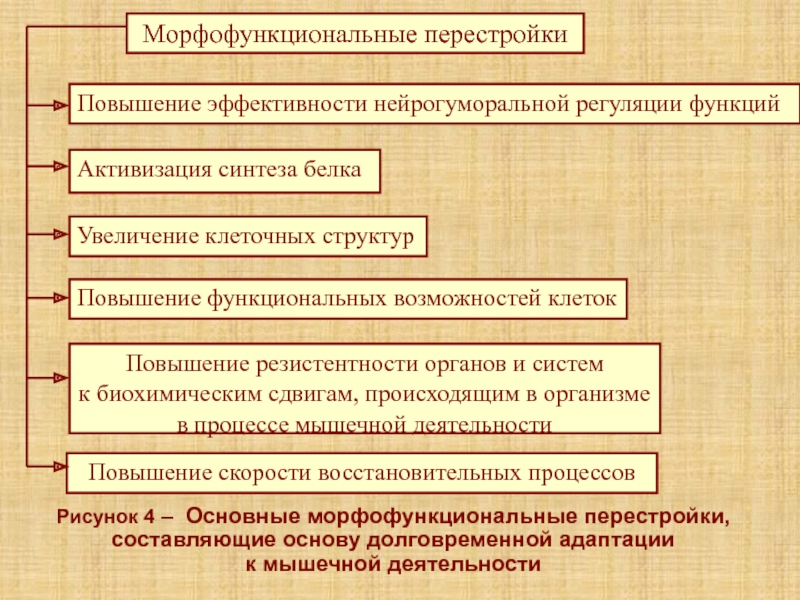 Лекция 5К Рисунок 4 – Основные морфофункциональные перестройки, составляющие основу долговременной адаптации к мышечной деятельности Рисунок 4 – Основные морфофункциональные перестройки, составляющие основу долговременной адаптации к мышечной деятельности