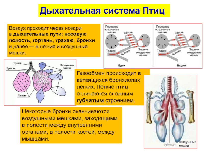 Эволюция дыхательной системы презентация 7 класс