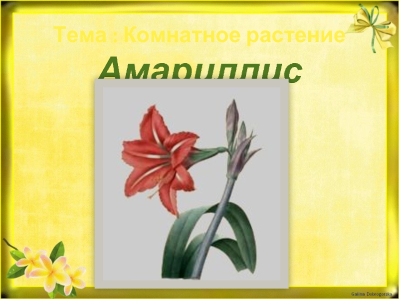 Комнатное растение Амариллис