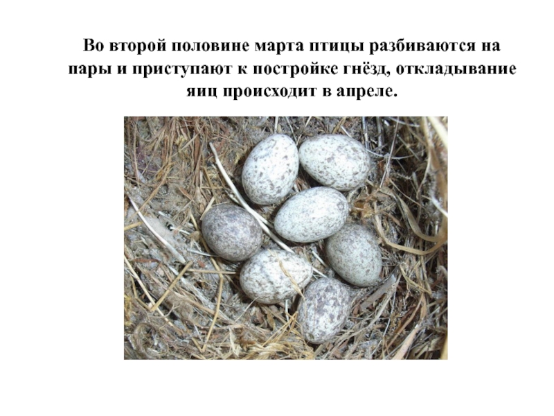 Птица разбивает яйцо камнем. Презентация птицы обитающие вблизи жилища человека 8 класс 8 вид.