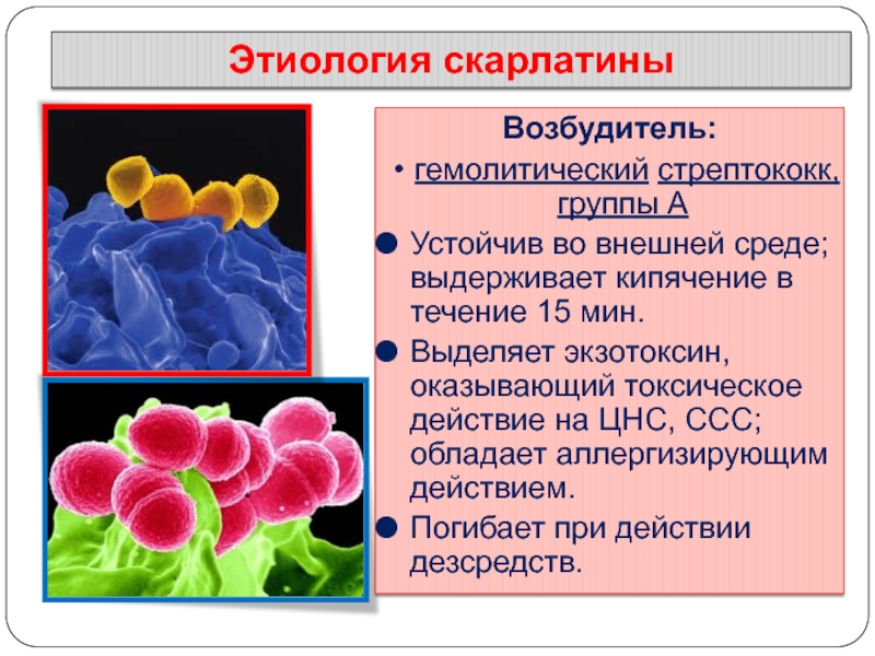 Стрептококк группы а. Бета гемолитический стрептококк. Экзотоксин бета гемолитического стрептококка. Скарлатина бета гемолитический стрептококк. Токсический гемолитический стрептококк.