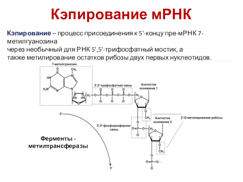 На матрице рнк происходит. Кэпирование и Полиаденилирование. Строение матричной РНК биохимия. Процесс образования матричной РНК. Структура МРНК биохимия.