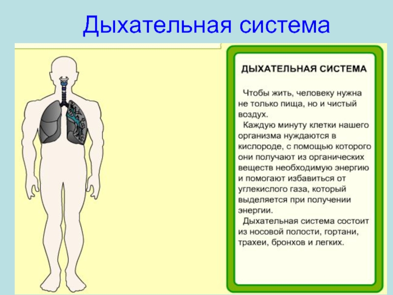 Окружающий мир организм человека презентация