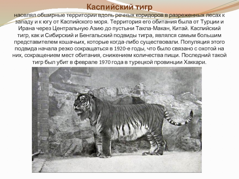 Каспийский тигр  населял обширные территории вдоль речных коридоров в разреженных лесах к западу и к югу