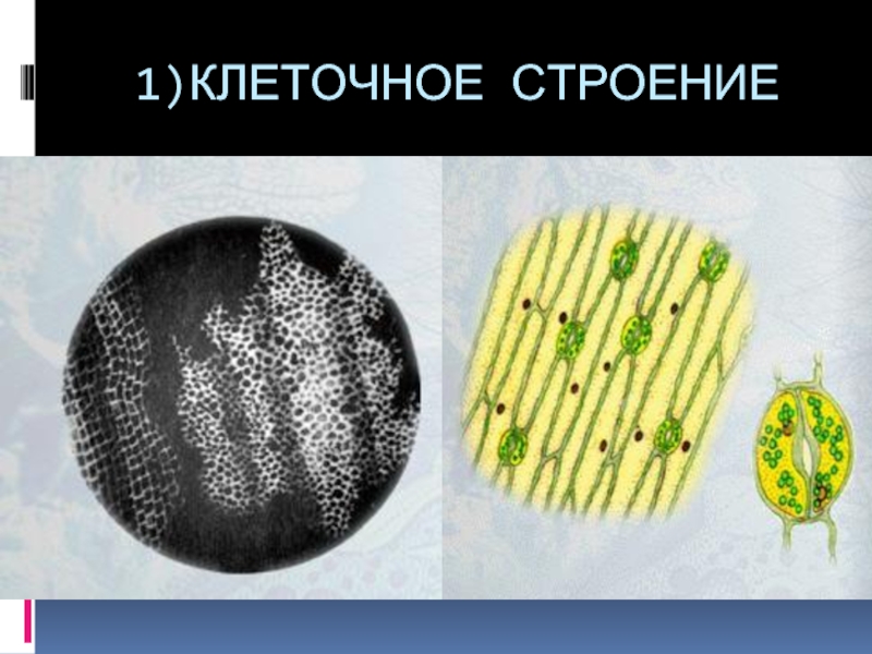 B 1 клетки. Первая клетка. Предшественники первых клеток.. MRC 1 клетки. Зипюр в первой клетке.