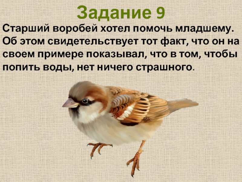 Рассказ о птице Воробей. Описание воробья. Загадка про воробья. Загадка про воробья для детей.