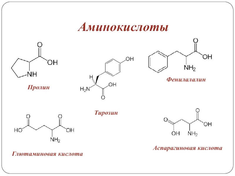 13 аминокислот