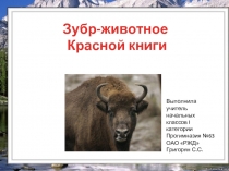 Зубр - животное Красной книги