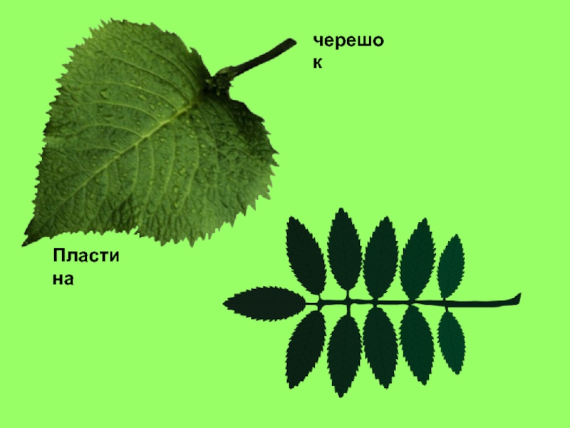 Презентация 1 класс что это за листья